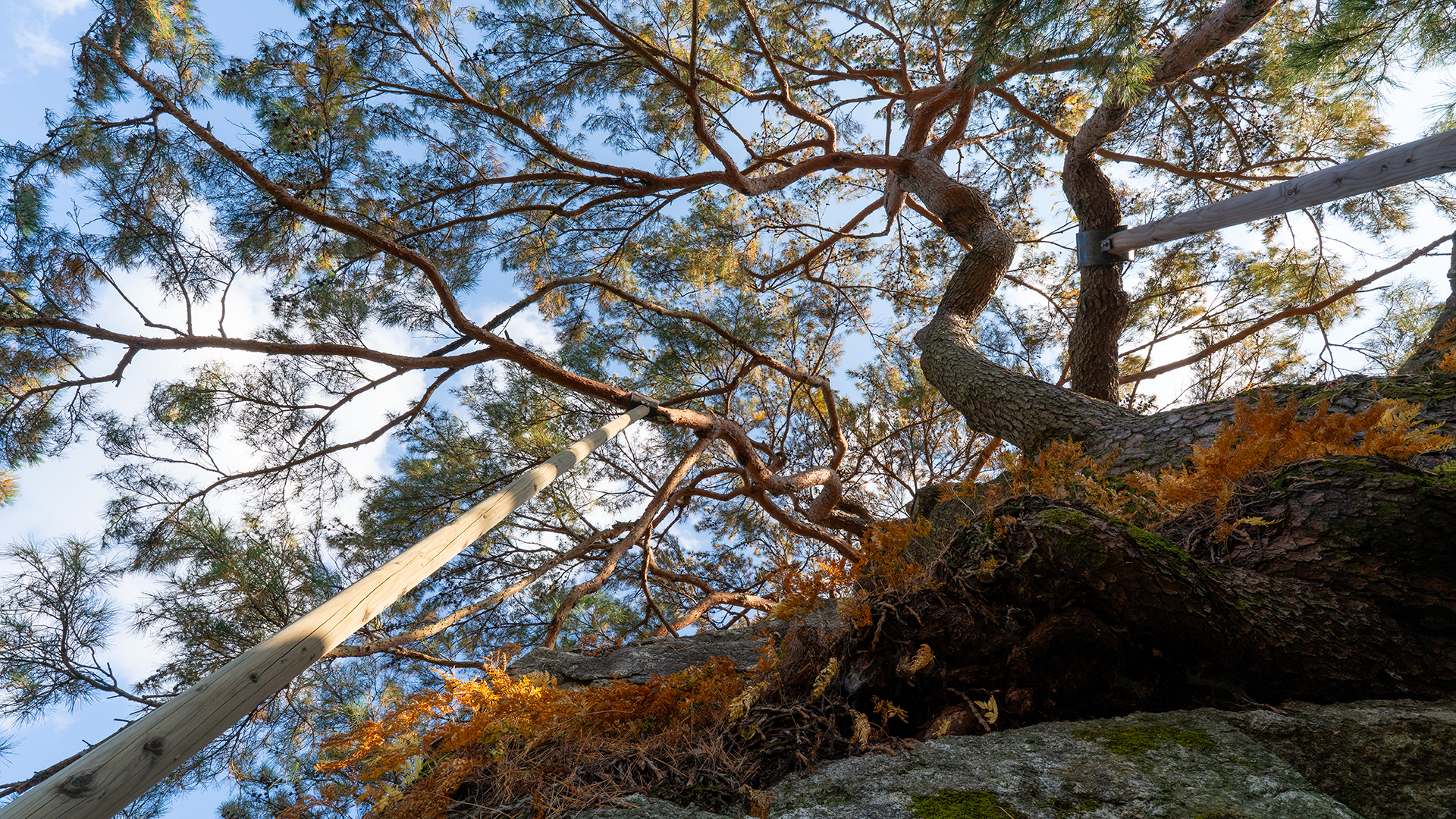 하동 축지리 문암송